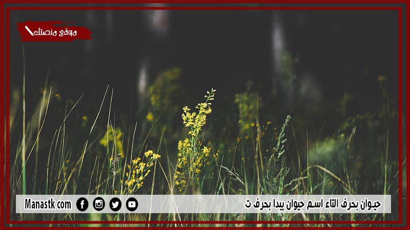 اسم حيوان بحرف التاء ت والمعلومات عنه