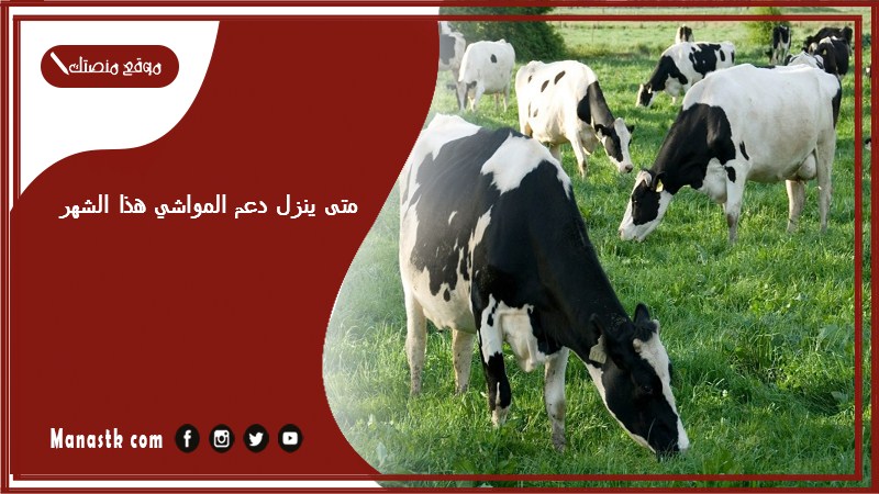 متى ينزل دعم المواشي هذا الشهر 1446؟ متى تنزل اعانة الغنم؟