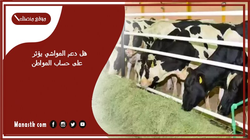 هل دعم المواشي يؤثر على حساب المواطن 1446 وهل يعتبر دعم المواشي دخل؟