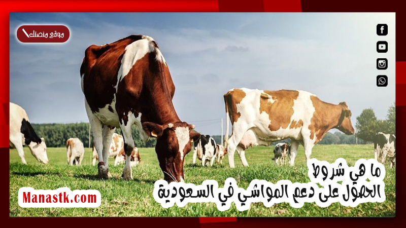 ما هي شروط الحصول على دعم المواشي في السعودية ومميزات التسجيل في الدعم 1446