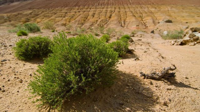 فوائد واستخدام نبات الرمث لعلاج العقم