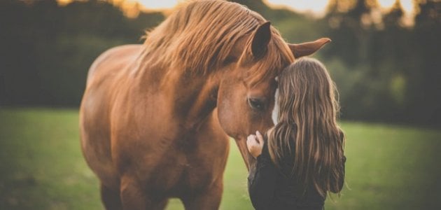 مجموعة عبارات عن حب الخيل : لا أشعر بالراحة من تعب العالم وهمه إلا عندما أصعد على ظهر الحصان وانطلق به.