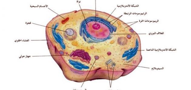 الخلية